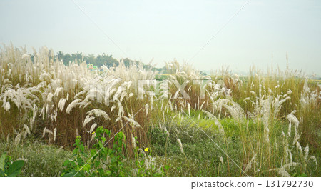 White Kash Phool Grass Blooms Signaling the Arrival of Durga Puja in Bengal White Kash Phool Grass Blooms Signaling the Arrival of Durga Puja in Bengal 131792730