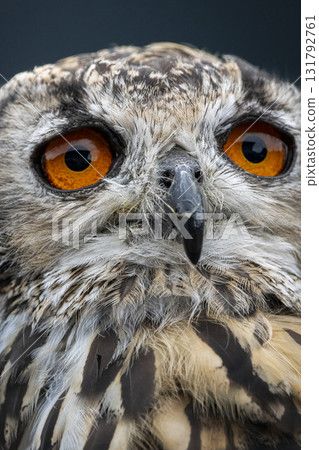 Striking orange eyes of the African Spotted Eagle Owl Striking orange eyes of the African Spotted Eagle Owl 131792761