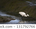 Little Egret searching for food in wetlands 131792766