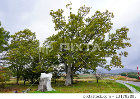 Three oak trees that have become two 131792893