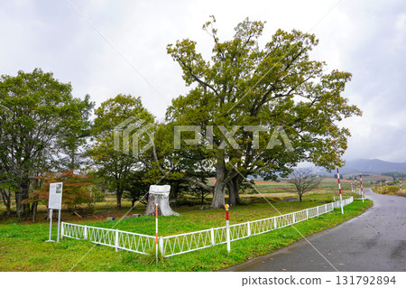 Three oak trees that have become two 131792894