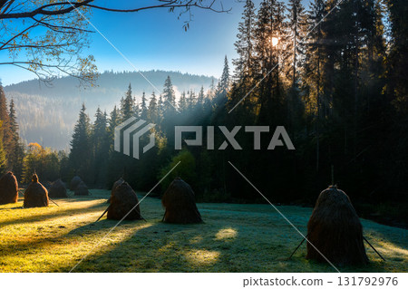 mountainous rural landscape of romania in autumn. scenic view. foggy sunrise. transylvania countryside scenery in fall season. haystacks on field in shade of fir forest. wonderful carpathian highland 131792976