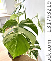 Monstera Albo variegated plant close up 131793219