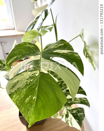 Monstera Albo variegated plant close up Monstera Albo variegated plant close up 131793219