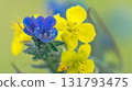 Macro Shot of Blue and Yellow Wildflowers on a Soft Green Background 131793475