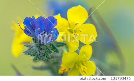 Macro Shot of Blue and Yellow Wildflowers on a Soft Green Background Macro Shot of Blue and Yellow Wildflowers on a Soft Green Background 131793475