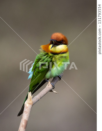 Chestnut-headed Bee-eater on the branch close up shot. Chestnut-headed Bee-eater on the branch close up shot. 131793554