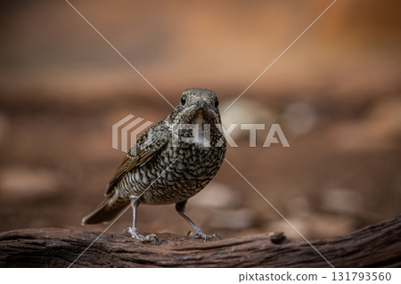 White-throated Rockthrush (female) animal portrait close up shot. White-throated Rockthrush (female) animal portrait close up shot. 131793560