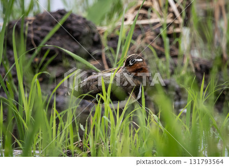 Greater painted-snipe On the ground in the field Greater painted-snipe On the ground in the field 131793564