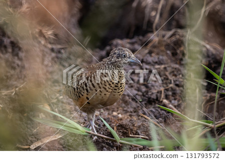 Barred Buttonquail It is a resident bird that can be found in Thailand and Southeast Asia. 131793572