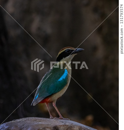 Fairy pitta it is a bird that migrates through the country during the winter. 131793574