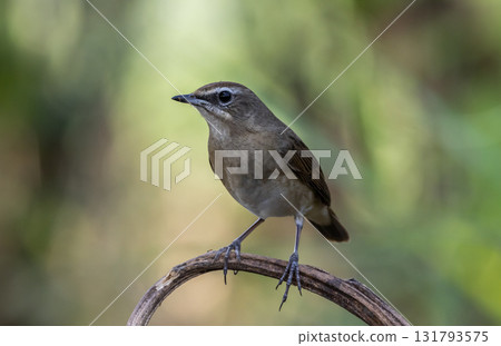 Siberian Rubythroat animal portrait close up shot. 131793575