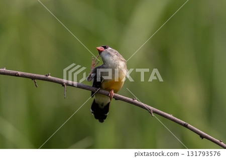 Red avadavat It is a small bird in the bird family. This bird is found in open fields and grasslands in tropical Asia. Red avadavat It is a small bird in the bird family. This bird is found in open fields and grasslands in tropical Asia. 131793576