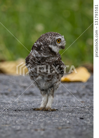 Spotted owlet (Athene brama) It is a type of bird of prey such as an owl. that can be found in Thailand. 131793581