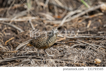 Barred Buttonquail It is a resident bird that can be found in Thailand and Southeast Asia. Barred Buttonquail It is a resident bird that can be found in Thailand and Southeast Asia. 131793585
