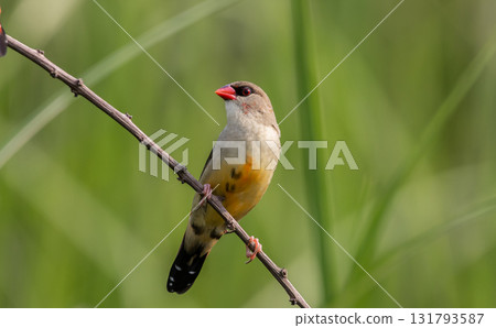Red avadavat It is a small bird in the bird family. This bird is found in open fields and grasslands in tropical Asia. Red avadavat It is a small bird in the bird family. This bird is found in open fields and grasslands in tropical Asia. 131793587