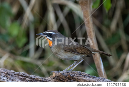 Siberian Rubythroat on the branch animal portrait. Siberian Rubythroat on the branch animal portrait. 131793588