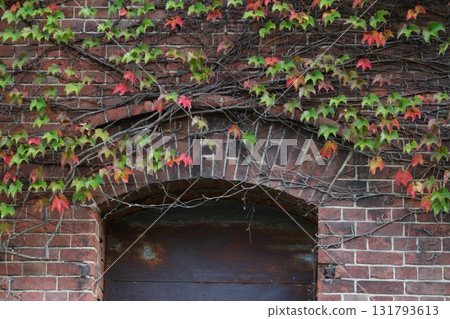 Brick wall and ivy Brick wall and ivy 131793613