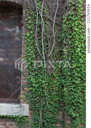 Ivy crawling wall 131793614