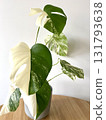 Monstera Albo variegated plant close up 131793638