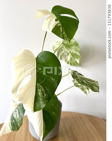 Monstera Albo variegated plant close up 131793638