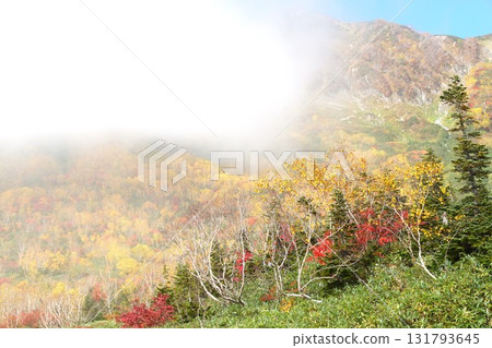 栂池自然公園壯麗的秋葉景色 131793645