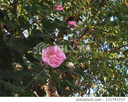 Double Hibiscus flowers that have turned pink (Hibiscus flowers seen on the roadside in the afternoon) Double Hibiscus flowers that have turned pink (Hibiscus flowers seen on the roadside in the afternoon) 131793737