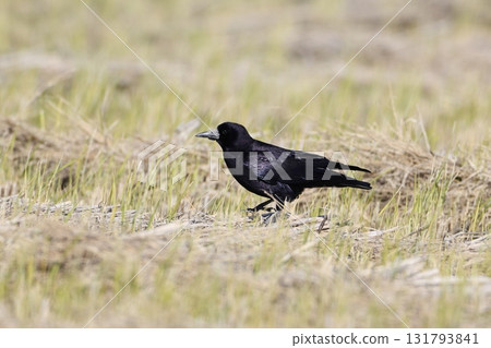 A rook descended on a field 131793841