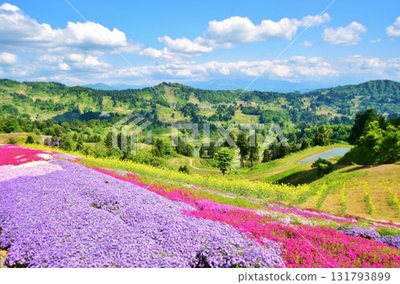 Spring at Yamakoshi rice terraces with moss phlox in bloom Spring at Yamakoshi rice terraces with moss phlox in bloom 131793899
