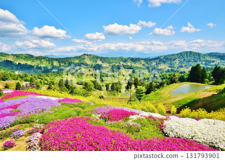 Spring at Yamakoshi rice terraces with moss phlox in bloom Spring at Yamakoshi rice terraces with moss phlox in bloom 131793901