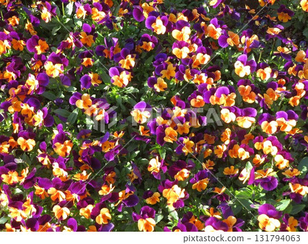 花黃色紫色 花黃色紫色 131794063