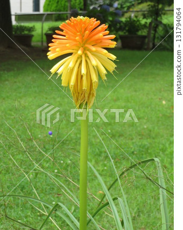 flower yellow orange 131794064