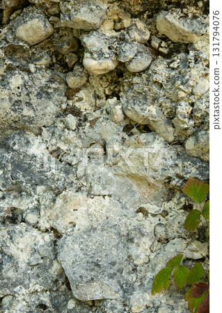 Fresh Greenery on Rough Rock Texture, Symbol of Nature and Sustainability 131794076