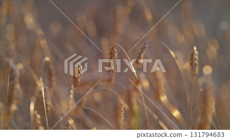 A Stunning Golden Wheat Field at Sunset, Showcasing Natures Beauty and Tranquility A Stunning Golden Wheat Field at Sunset, Showcasing Natures Beauty and Tranquility 131794683