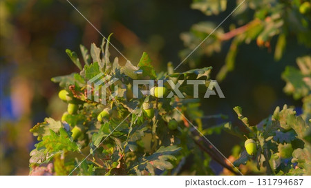 A Detailed CloseUp View of Green Acorns Captured in Beautiful Natural Light Outdoors 131794687