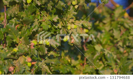 Nuts Are Growing on Oak Tree Branches Beautifully Illuminated by the Natural Light Around Them 131794688