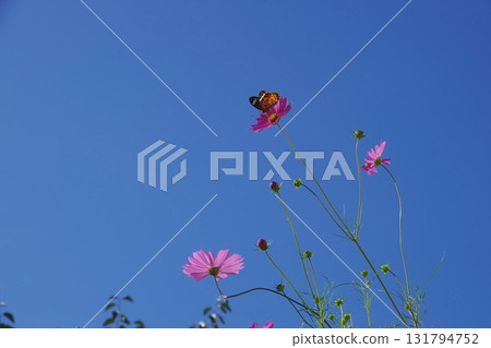 Cosmos and Indica fritillary against the blue sky Cosmos and Indica fritillary against the blue sky 131794752