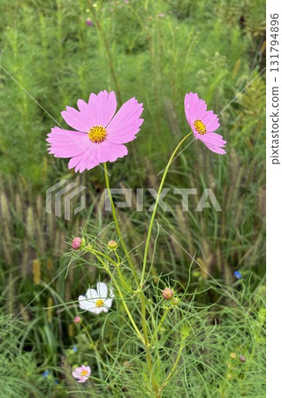 草地上盛開的兩朵粉紅色波斯菊花和花蕾 131794896