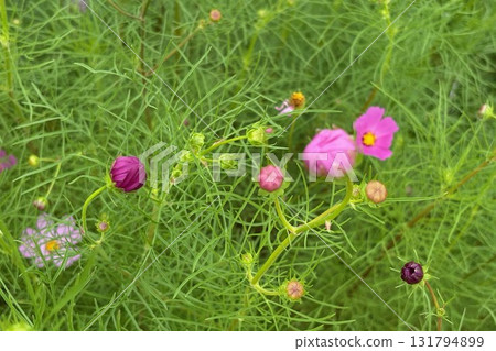 草地上盛開的波斯菊花蕾 草地上盛開的波斯菊花蕾 131794899