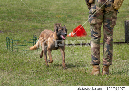 Military dog and military dog trainer, dog team Military dog and military dog trainer, dog team 131794971