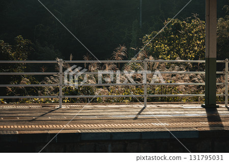 早晨的芒草搖曳的景色[長野縣] 131795031