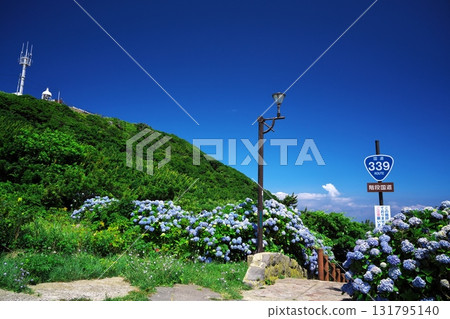 Cape Tappi in summer: Hydrangeas in full bloom along the steps of National Route 339 131795140