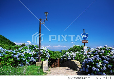 Cape Tappi in summer: Hydrangeas in full bloom along the steps of National Route 339 Cape Tappi in summer: Hydrangeas in full bloom along the steps of National Route 339 131795141