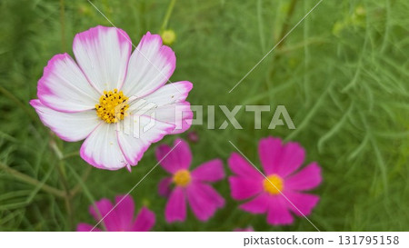 A single cosmos flower blooming in the field stands out against the green A single cosmos flower blooming in the field stands out against the green 131795158