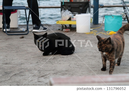 漁港曬太陽的流浪貓 131796052