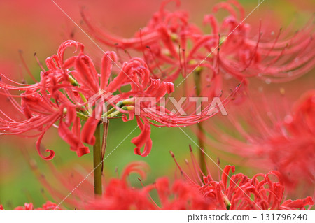 red spider lily red spider lily 131796240
