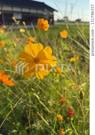 Yellow cosmos covered in morning dew Yellow cosmos covered in morning dew 131796357