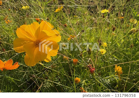 Yellow cosmos covered in morning dew Yellow cosmos covered in morning dew 131796358