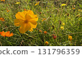 Yellow cosmos covered in morning dew 131796359