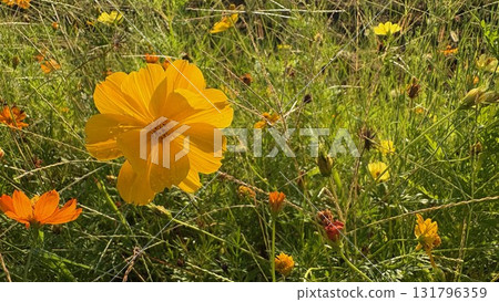 沾滿晨露的黃色波斯菊 沾滿晨露的黃色波斯菊 131796359